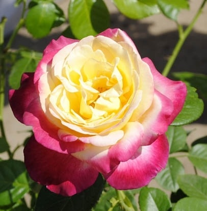 Роза чайно-гибридная Пульман Ориент Экспресс 